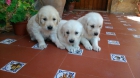 golden retriever pedigree - mejor precio | unprecio.es