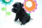 Inteligentes // Schnauzer Disponibles // Machos y Hembras //    mndh18jhf - mejor precio | unprecio.es