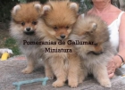 POMERANIA MINIATURA - mejor precio | unprecio.es