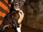 Precioso cachorro 2meses negro.Tienes que verlo - mejor precio | unprecio.es