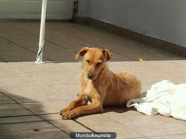 Se regala perrito