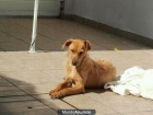 Se regala perrito - mejor precio | unprecio.es