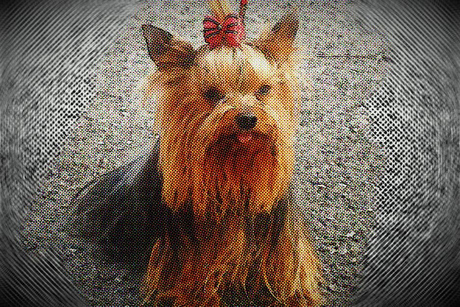 Se venden cachorros de yorki.