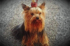 Se venden cachorros de yorki. - mejor precio | unprecio.es