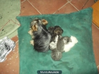 Se venden gatitos Higland fold ( Scottish fold x persa) - mejor precio | unprecio.es