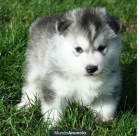 Siberian husky cachorros para la adopci - mejor precio | unprecio.es