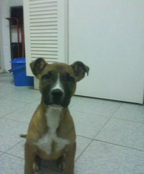 staffordshire bull terrier