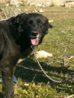 zat en adopcion - mejor precio | unprecio.es