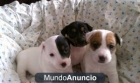 Adoption, Jack Russell Terrier - mejor precio | unprecio.es