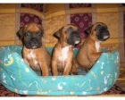 Boxer cachorros - Madrid - mejor precio | unprecio.es