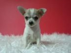 Chihuahua,preciosos machitos - mejor precio | unprecio.es