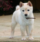 COMPRO CACHORRO SHIBA INU BLANCO - mejor precio | unprecio.es