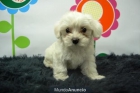 Excelentes Bichon Maltes Camadas www.animalflower.es - mejor precio | unprecio.es