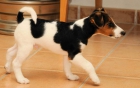 Fox Terrier - mejor precio | unprecio.es