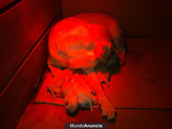 Labrador - particular asturias