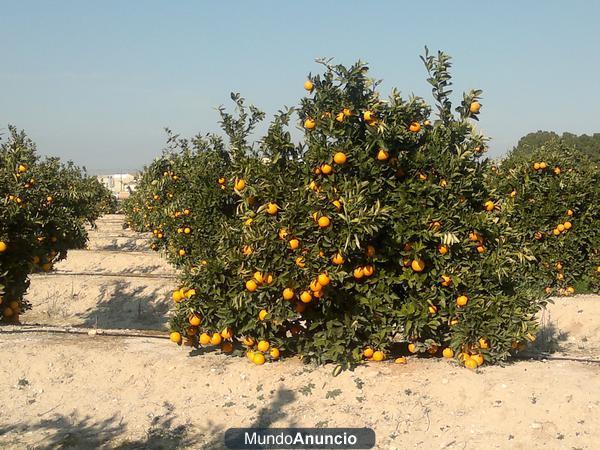 naranjas lane-late