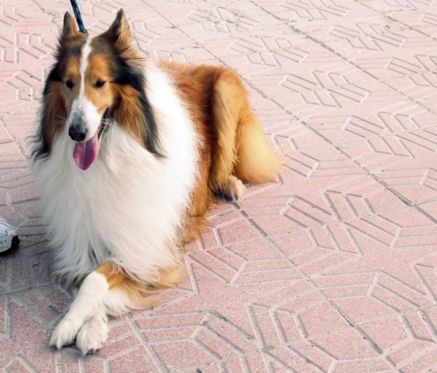 Rough Collie busca hembra para monta.