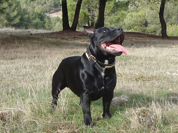 STAFFORDSHIRE BULL TERRIER PARA MONTAS