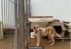 BELLA CRUCE DE MASTÍN - mejor precio | unprecio.es