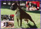 Boxer cachorrita - Madrid - mejor precio | unprecio.es