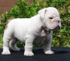 Bulldog Inglés busca de una nueva familia - mejor precio | unprecio.es