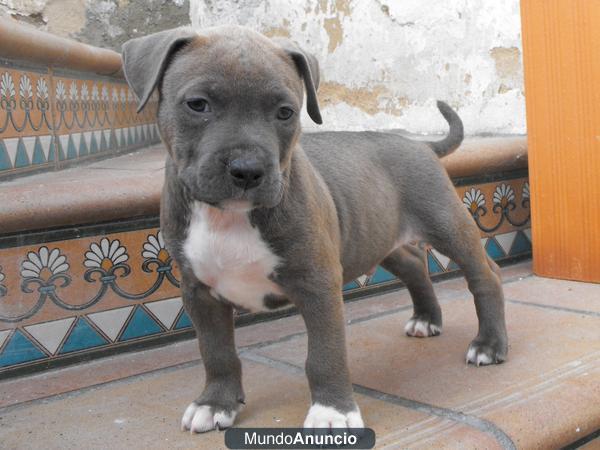 cachorros de american stafford chocolate y azul