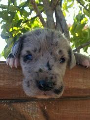 Cachorros de gran danes