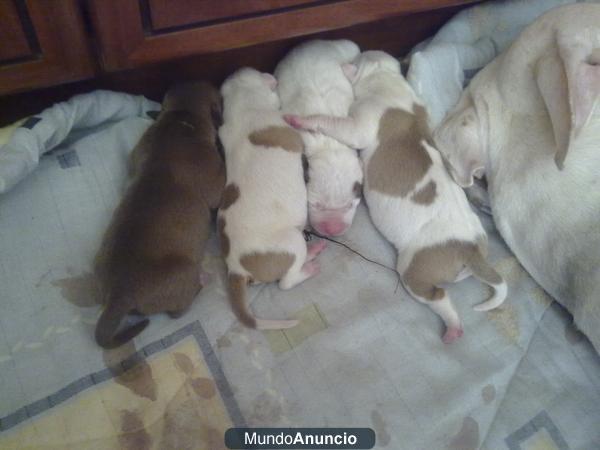 cachorros de pitbull rednoise preciosos