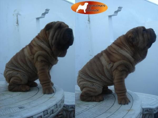 DISPONIBLES PARA MONTAS SHAR PEI,SHARPEI AMERICANOS