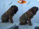 DISPONIBLES PARA MONTAS SHAR PEI,SHARPEI AMERICANOS - mejor precio | unprecio.es