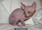 Gato sphynx sin pelo egipcio con pedigree?///////// - mejor precio | unprecio.es