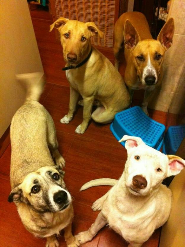 Se regalan dos cachorros de un año