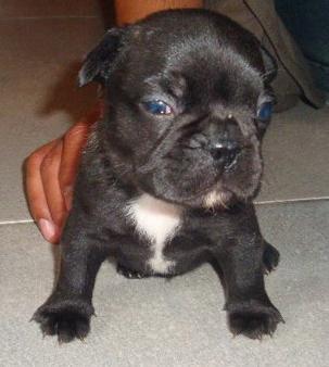 SE VENDEN BULLDOG FRANCES CACHORROS EXCELENTES NACIONALES