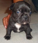 SE VENDEN BULLDOG FRANCES CACHORROS EXCELENTES NACIONALES - mejor precio | unprecio.es