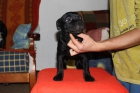 Staffordshire Bull Terrier - mejor precio | unprecio.es