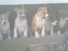 vendo american staffordshire con pedigree - mejor precio | unprecio.es