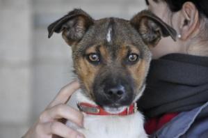 Máscara, cachorro tirado a la carretera desde un coche, busca un hogar