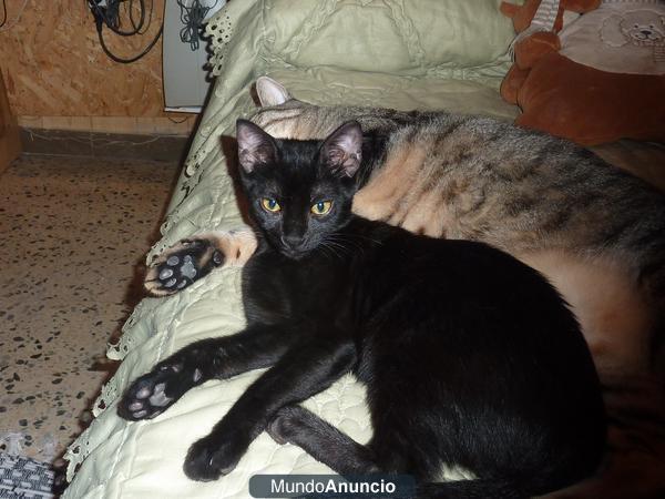 PANTERITA EN ADOPCIÓN!!!