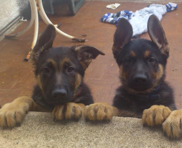 !!disponible cachorros pastor aleman!!