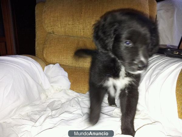 CACHORRITA LABRADOR NECESITA CASA