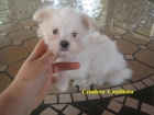 cachorro maltes - mejor precio | unprecio.es
