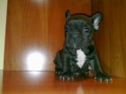 cachorros bulldog frances - mejor precio | unprecio.es