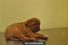 CACHORROS DE DOGO DE BURDEOS - mejor precio | unprecio.es