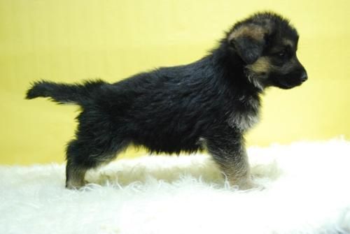 CACHORROS DE PASTOR ALEMAN,CON PEDEGREE