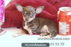 CHIHUAHUAS ENANOS A LA VENTA, CRIADERO PROFESIONAL, AFIJO CAMBANUS__(martes, 15 de mayo de 2012 9:52)095142 - mejor precio | unprecio.es