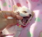 Chihuahuas Precios Disponibles 120euro - mejor precio | unprecio.es