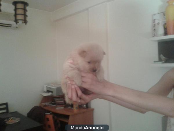 LULU DE POMERANIA ECONOMICO