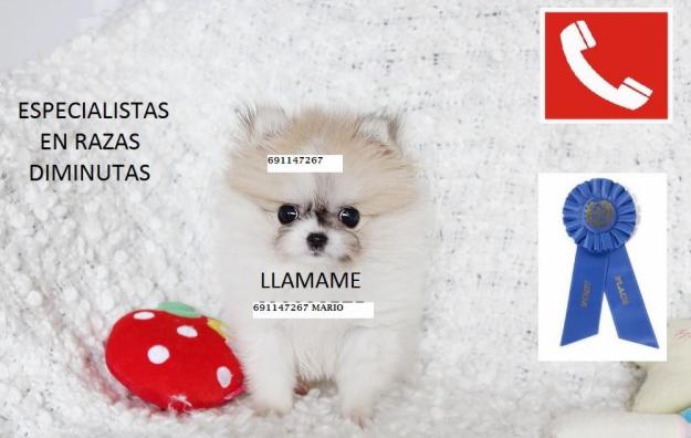 lulu pomeraniam