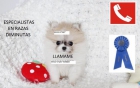 lulu pomeraniam - mejor precio | unprecio.es