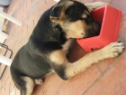 Perrita busca casa URGENTE - mejor precio | unprecio.es